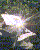 opar