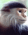 SysOp