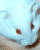 woko